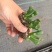 多肉植物105孔穴盘苗基地自销批发