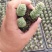 多肉植物105孔穴盘苗基地自销批发