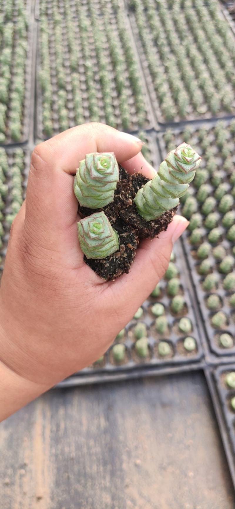 多肉植物105孔穴盘苗基地自销批发
