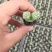 多肉植物105孔穴盘苗基地自销批发