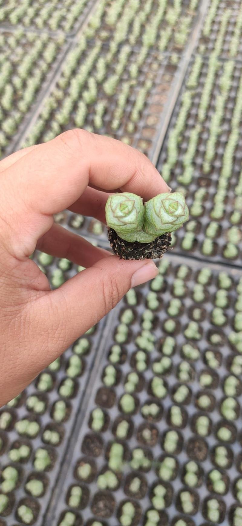 多肉植物105孔穴盘苗基地自销批发