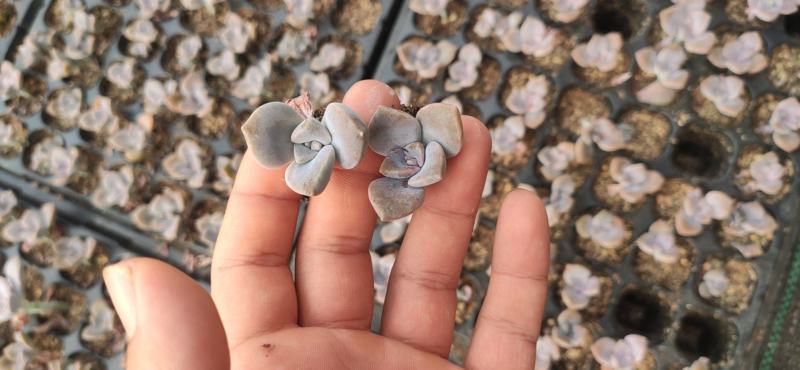 多肉植物105孔穴盘苗基地自销批发