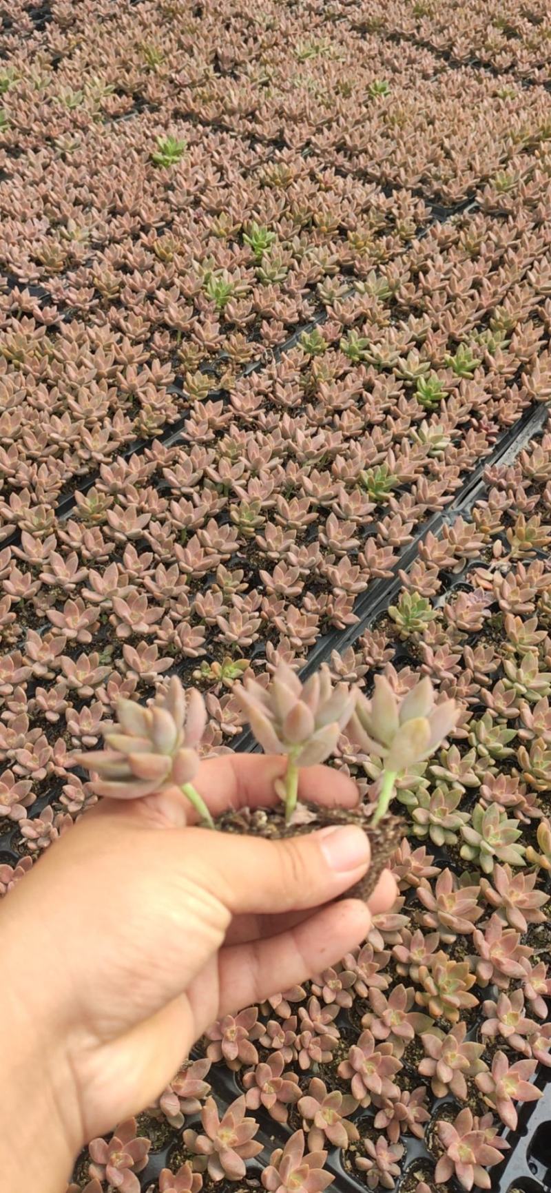 多肉植物105孔穴盘苗基地自销批发