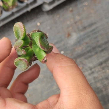多肉植物105孔穴盘苗基地自销批发