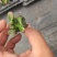 多肉植物105孔穴盘苗基地自销批发