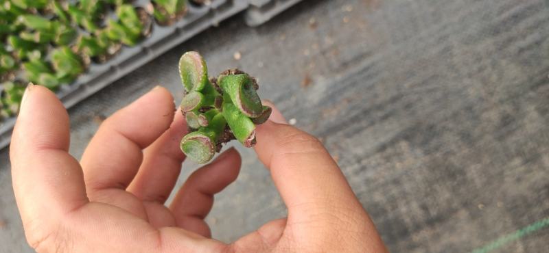 多肉植物105孔穴盘苗基地自销批发
