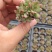 多肉植物105孔穴盘苗基地自销批发