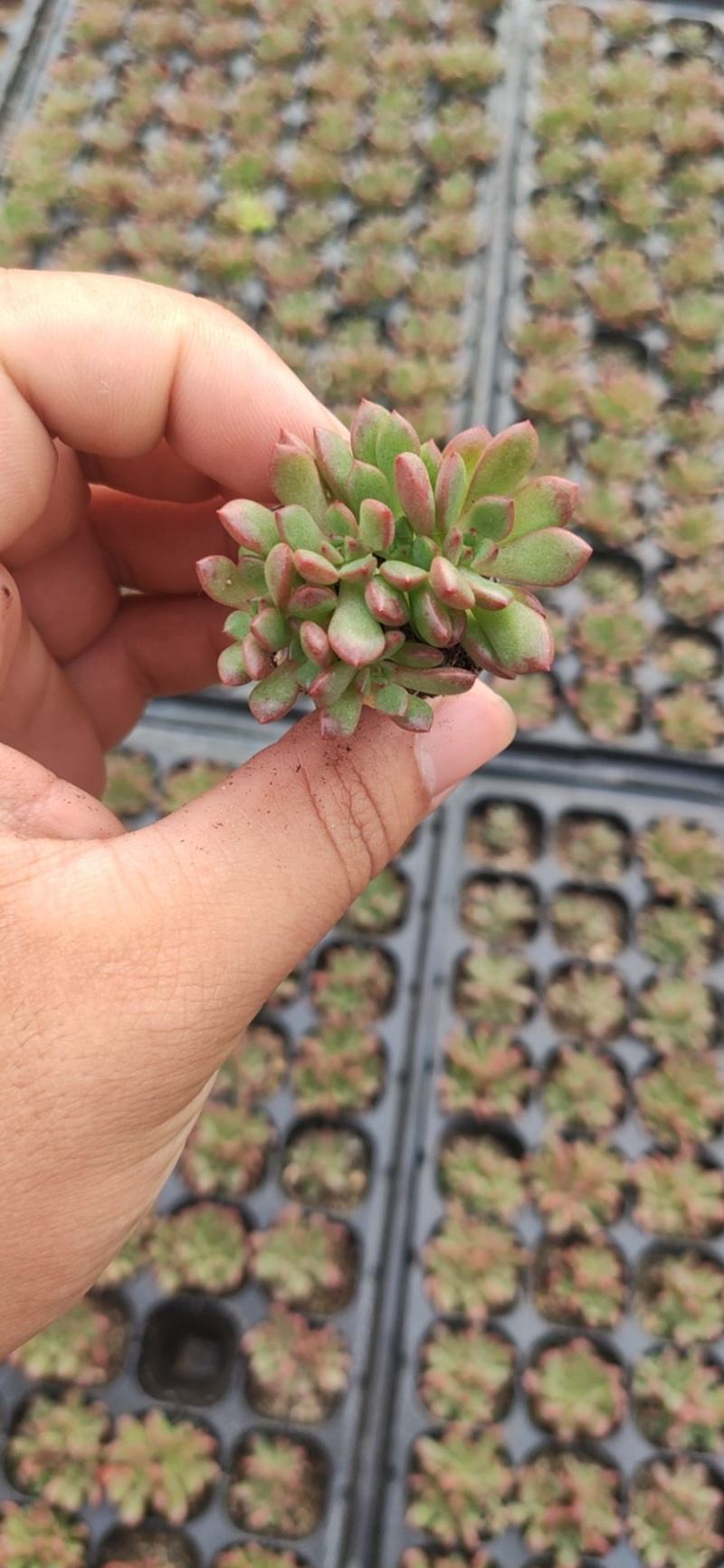 多肉植物105孔穴盘苗基地自销批发