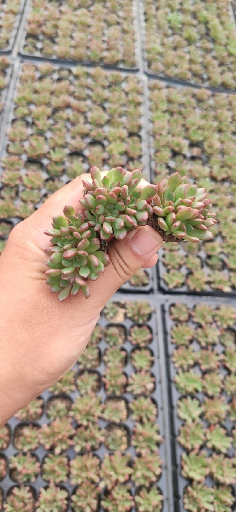 多肉植物105孔穴盘苗基地自销批发