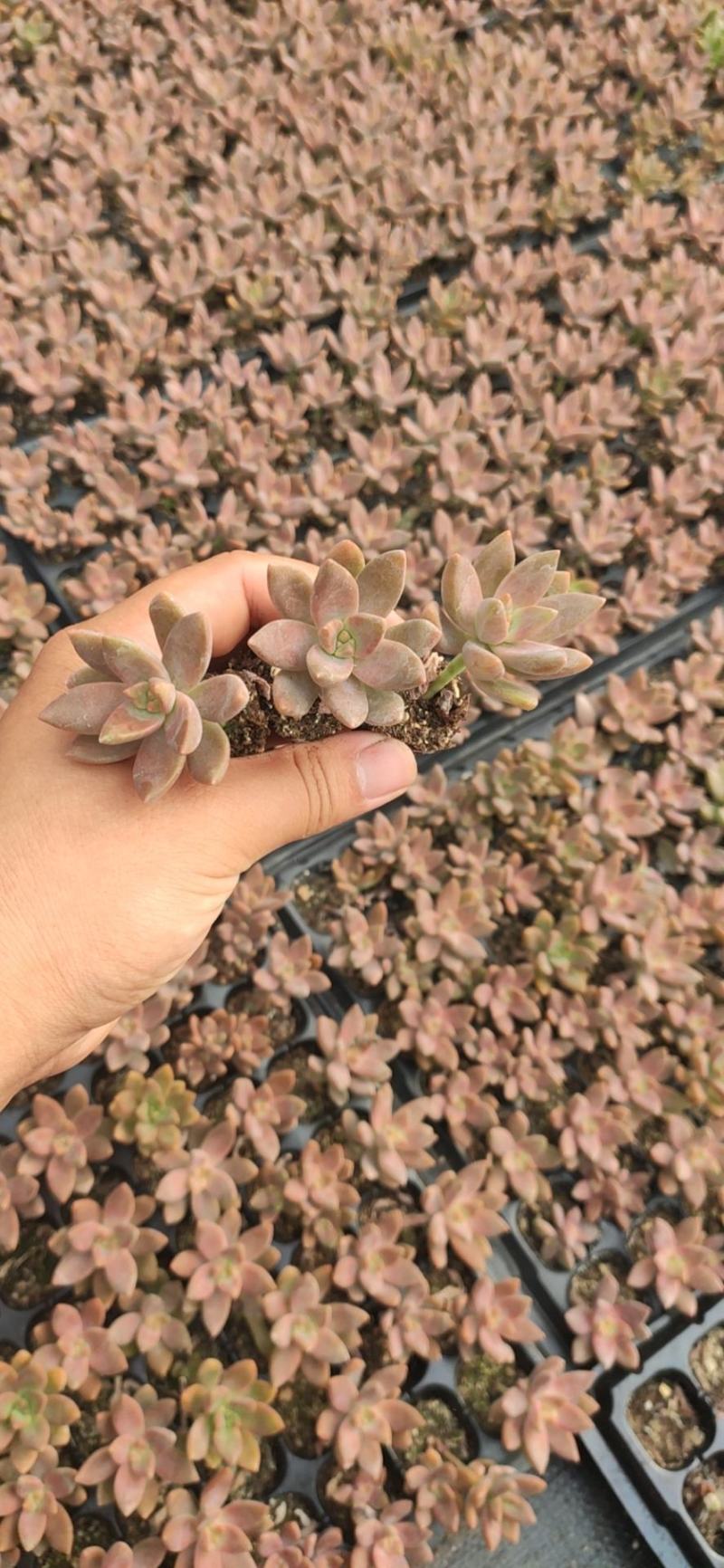 多肉植物105孔穴盘苗基地自销批发
