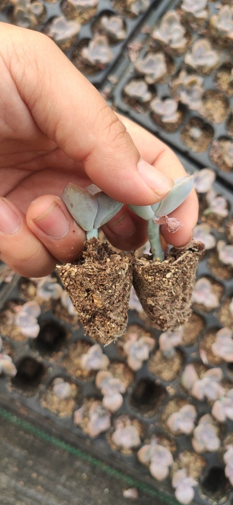 多肉植物105孔穴盘苗基地自销批发