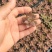 多肉植物105孔穴盘苗基地自销批发