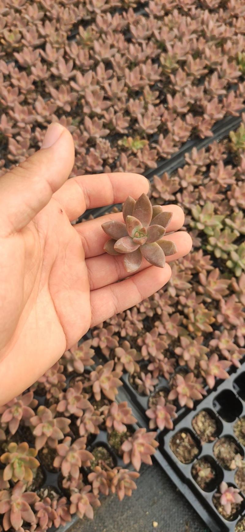 多肉植物105孔穴盘苗基地自销批发