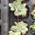 多肉植物105孔穴盘苗基地自销批发
