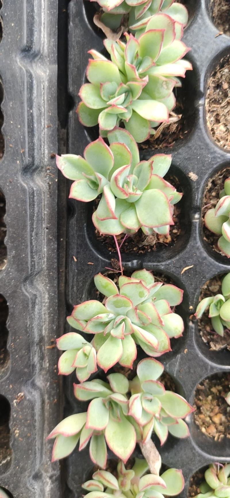 多肉植物105孔穴盘苗基地自销批发