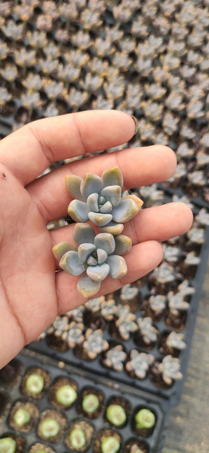 多肉植物105孔穴盘苗基地自销批发