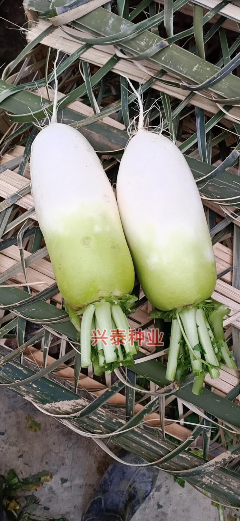 【碧剑】青头萝卜种子、芯肉青色、抽苔稳定、根长25厘米