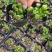 吸财树多肉植物50/70装