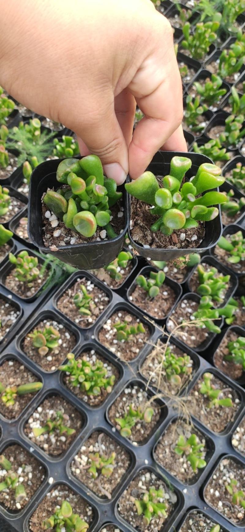 吸财树多肉植物50/70装