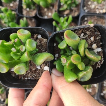 吸财树多肉植物50/70装