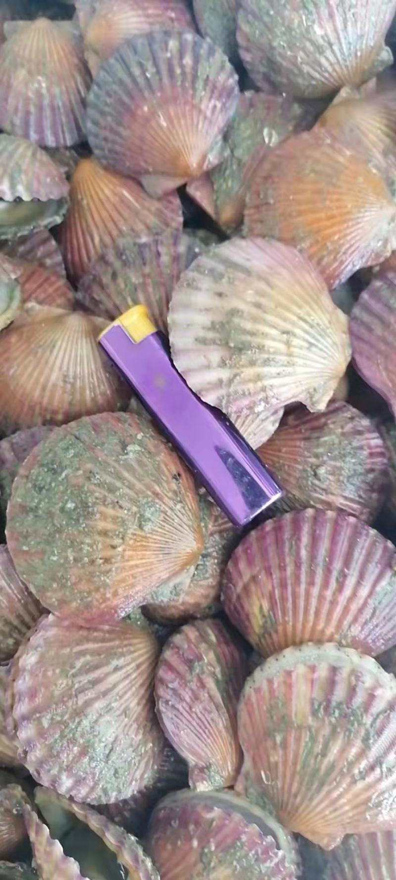 港湾贝！烧烤自助利润产品鲜货零损耗可直接冻冰柜长期保存