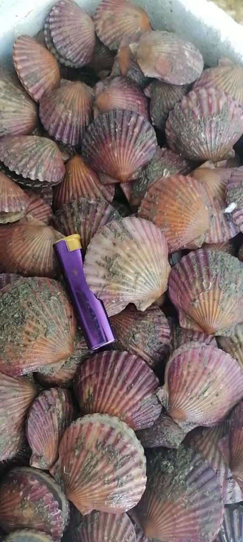 港湾贝！烧烤自助利润产品鲜货零损耗可直接冻冰柜长期保存