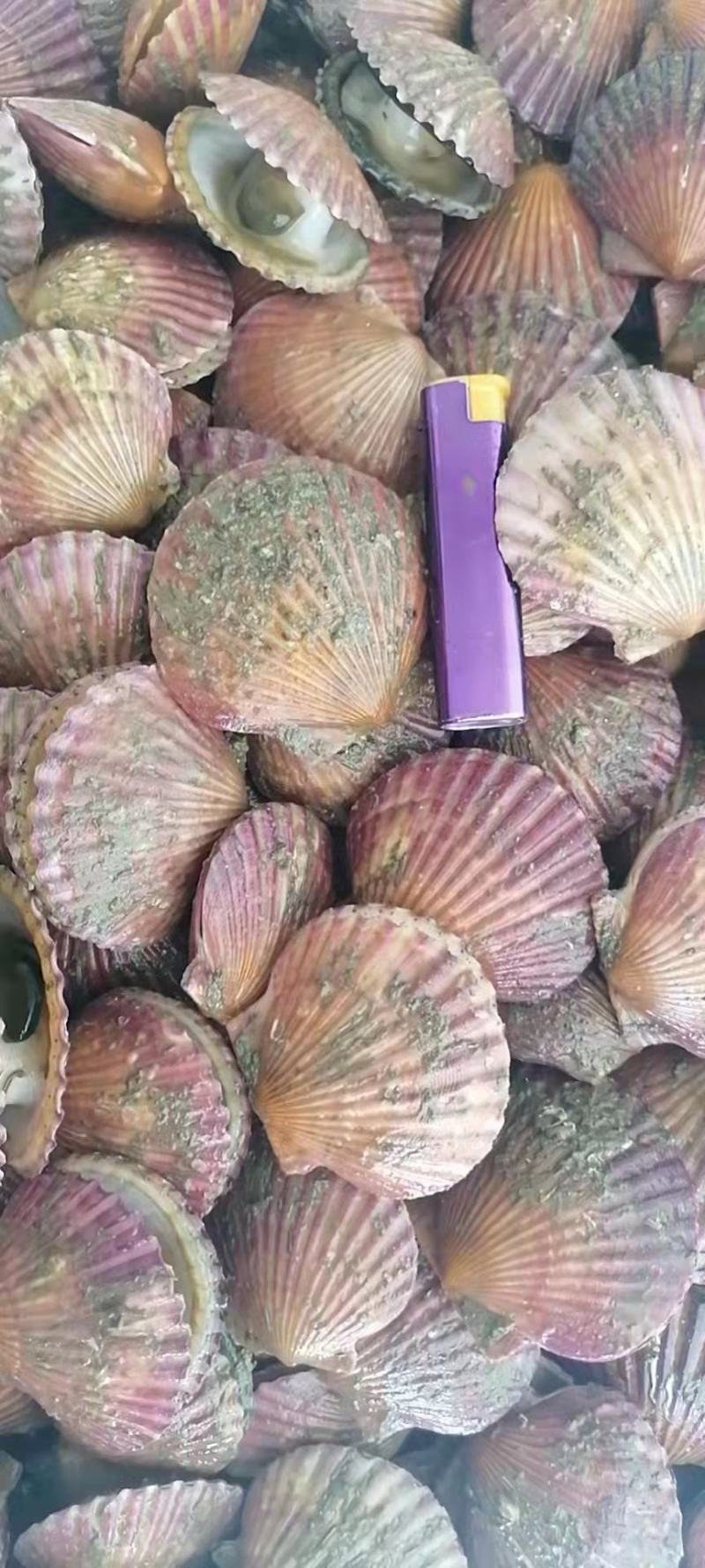 港湾贝！烧烤自助利润产品鲜货零损耗可直接冻冰柜长期保存