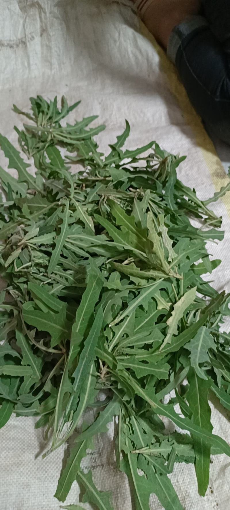 苦菜