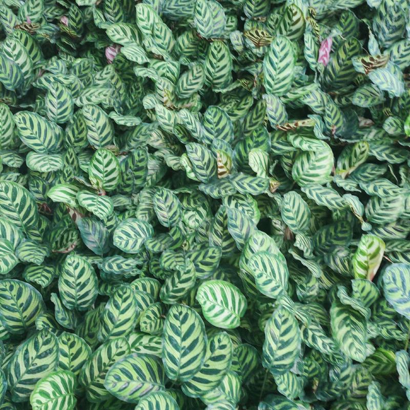 孔雀竹芋室内水培盆栽四季常青紫背喜阴植物吸甲醛净