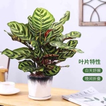 孔雀竹芋室内水培盆栽四季常青紫背喜阴植物吸甲醛净