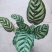 孔雀竹芋室内水培盆栽四季常青紫背喜阴植物吸甲醛净