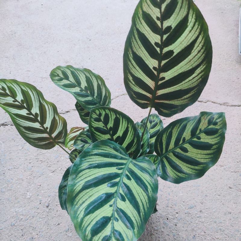 孔雀竹芋室内水培盆栽四季常青紫背喜阴植物吸甲醛净