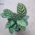 孔雀竹芋室内水培盆栽四季常青紫背喜阴植物吸甲醛净