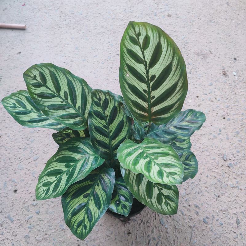 孔雀竹芋室内水培盆栽四季常青紫背喜阴植物吸甲醛净