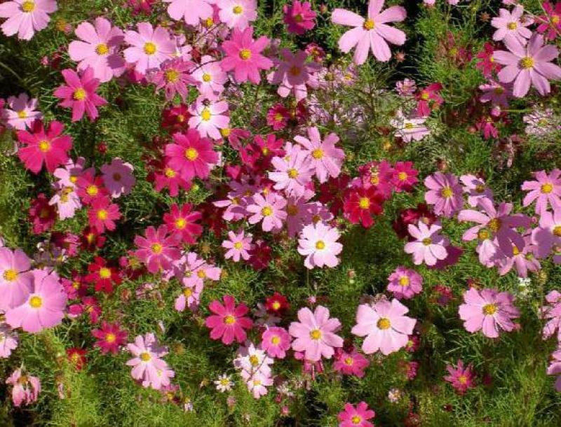 波斯菊花种子格桑花种籽子七彩花种四季开花易活花籽庭院室外