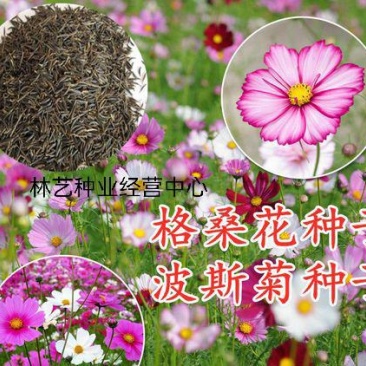 波斯菊花种子格桑花种籽子七彩花种四季开花易活花籽庭院室外