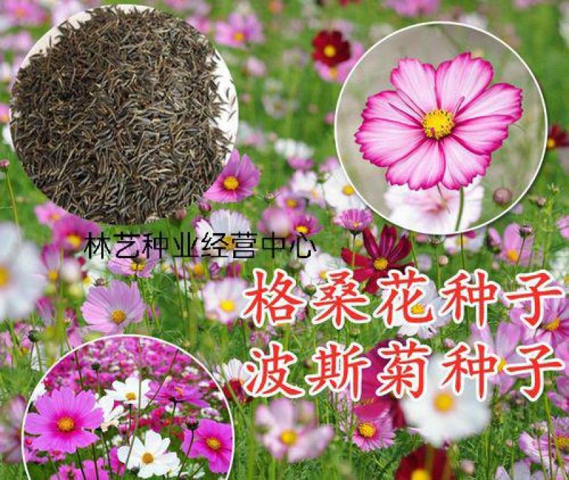 波斯菊花种子格桑花种籽子七彩花种四季开花易活花籽庭院室外