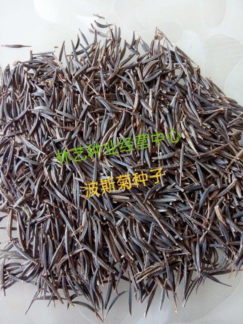波斯菊花种子格桑花种籽子七彩花种四季开花易活花籽庭院室外