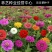 百日草花种子庭院种子四季易种室外阳台花籽子四季易种活