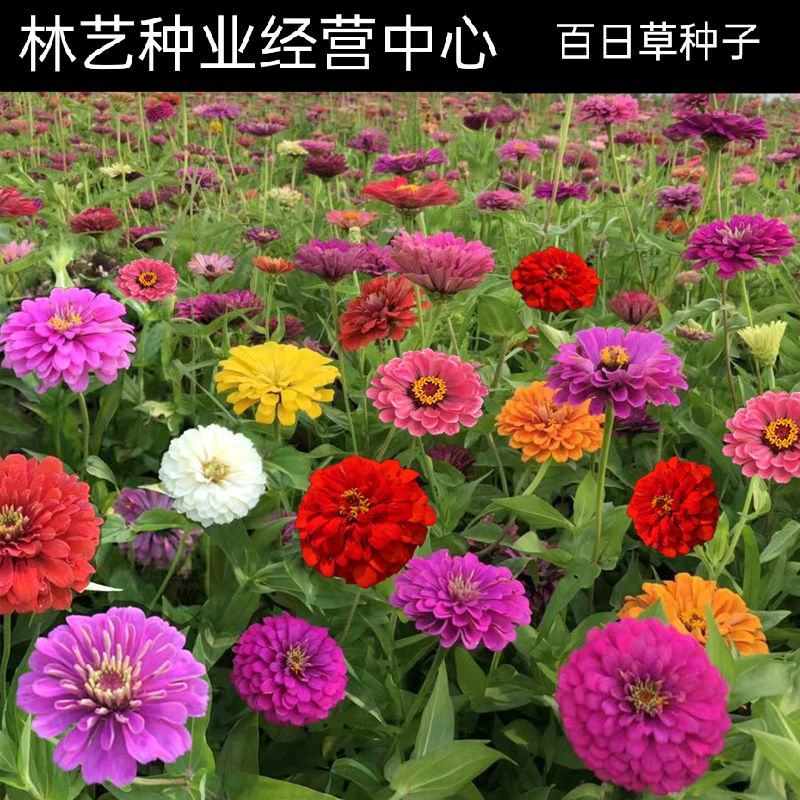 百日草花种子庭院种子四季易种室外阳台花籽子四季易种活