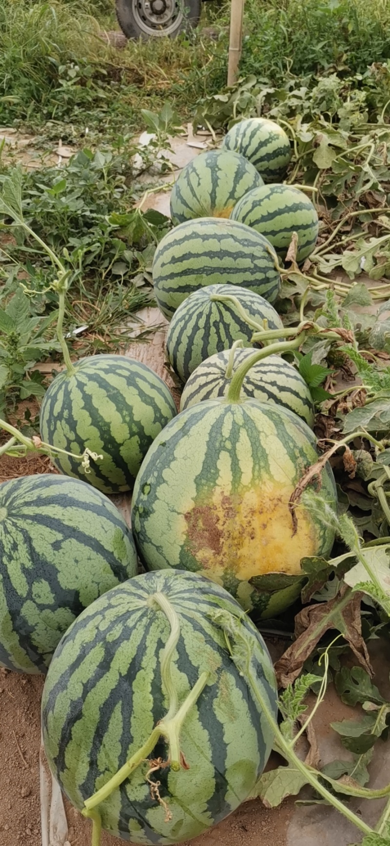 西瓜，在甘肃平凉。想卖到南方城市