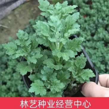 菊花苗四季开花室内阳台盆栽耐寒好食用大菊花小苗绿植花卉