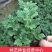 菊花苗四季开花室内阳台盆栽耐寒好食用大菊花小苗绿植花卉
