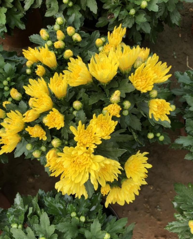 菊花苗四季开花室内阳台盆栽耐寒好食用大菊花小苗绿植花卉