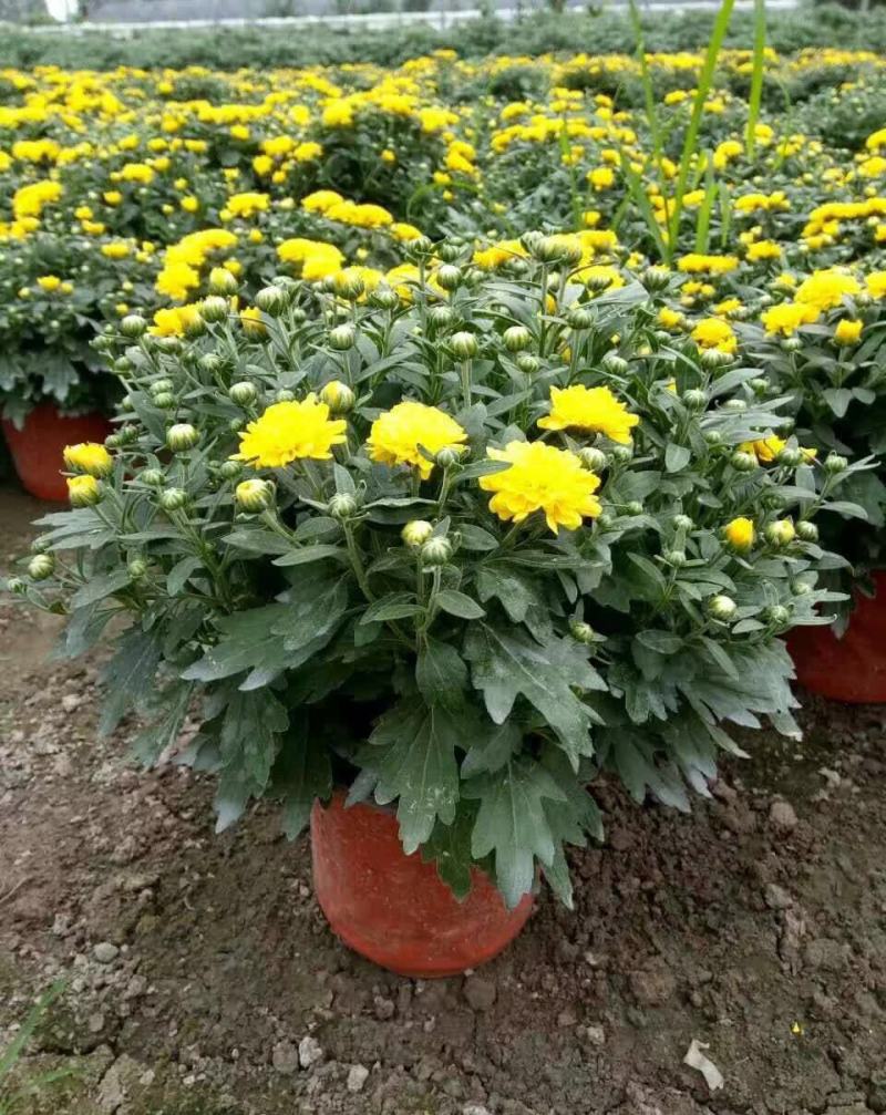 菊花苗四季开花室内阳台盆栽耐寒好食用大菊花小苗绿植花卉
