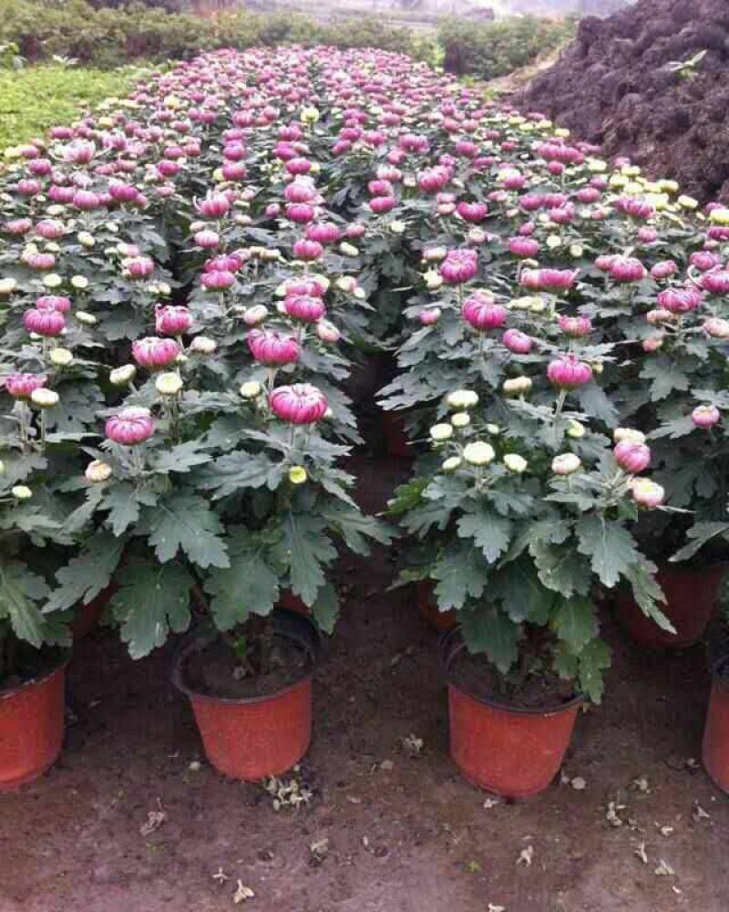 菊花苗四季开花室内阳台盆栽耐寒好食用大菊花小苗绿植花卉
