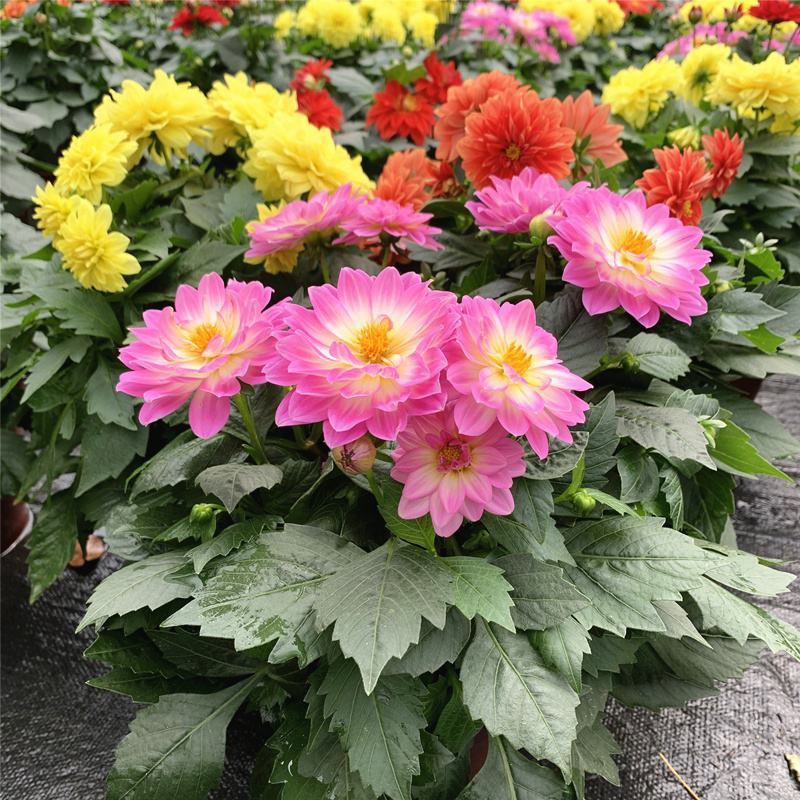 菊花苗四季开花室内阳台盆栽耐寒好食用大菊花小苗绿植花卉