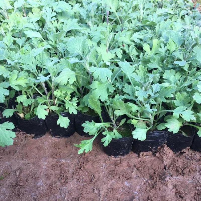 菊花苗四季开花室内阳台盆栽耐寒好食用大菊花小苗绿植花卉