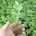 菊花苗四季开花室内阳台盆栽耐寒好食用大菊花小苗绿植花卉