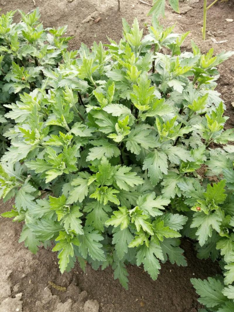 菊花苗四季开花室内阳台盆栽耐寒好食用大菊花小苗绿植花卉